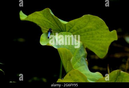 Chongqing, Chongqing, Chine. 6 juillet 2021. Le 5 juillet 2021, pluie légère, un étang de lotus à côté d'une ferme dans la ville de Dingshi, Youyang Tujia et Miao Autonomous County, Chongqing, l'étang de lotus est en train de pleuvoir, les rides, le lotus n'a pas encore ouvert, et la libellule repose sur la feuille de lotus. La grenouille s'abritait de la pluie sous la feuille de lotus, et l'eau tombe sur la feuille de lotus condensée en poésie. Crédit : SIPA Asia/ZUMA Wire/Alay Live News Banque D'Images