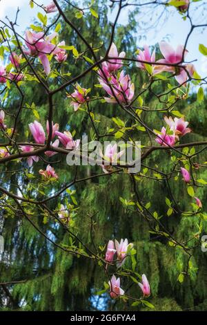 Magnolia soulangeana Bourgogne fleurs printanières, famille: Magnoliaceae Banque D'Images