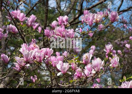 Magnolia soulangeana Bourgogne fleurs printanières, famille: Magnoliaceae Banque D'Images