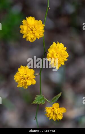 Kerria japonica Pleniflora fleurs jaunes (rose japonaise, kerria japonaise), famille: Rosaceae, région natale: Japon, Corée et Chine. Banque D'Images