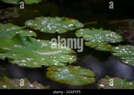 Chongqing, Chongqing, Chine. 6 juillet 2021. Le 5 juillet 2021, pluie légère, un étang de lotus à côté d'une ferme dans la ville de Dingshi, Youyang Tujia et Miao Autonomous County, Chongqing, l'étang de lotus est en train de pleuvoir, les rides, le lotus n'a pas encore ouvert, et la libellule repose sur la feuille de lotus. La grenouille s'abritait de la pluie sous la feuille de lotus, et l'eau tombe sur la feuille de lotus condensée en poésie. Crédit : SIPA Asia/ZUMA Wire/Alay Live News Banque D'Images