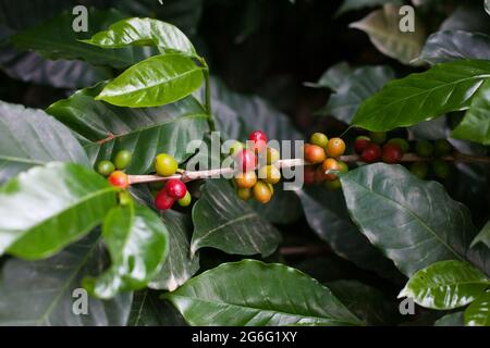 Grains de café sur une branche à la plantation d'arbres à café. Baies de café juteuses fraîches, vertes et rouges, dans une ferme biologique en Colombie. Photographie de mûrissement p Banque D'Images