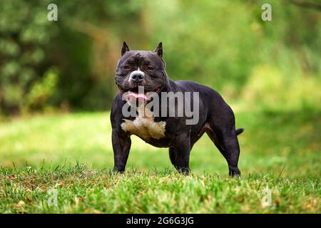 Une femelle noire américaine intimide sur la pelouse, posant magnifiquement pour la caméra toute la grâce et la puissance du corps, des copies de l'espace, une promenade avec les Amérindiens Banque D'Images