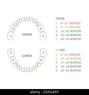 Dents primaires des enfants, calendrier de l'éruption des dents de bébé. Infographies de Сhildren en dentisterie Illustration de Vecteur