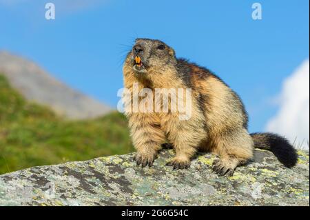 Marmotte alpine (Marmota marmota), assise sur un rocher, Autriche, parc national Hohe Tauern, Grossglockner Banque D'Images