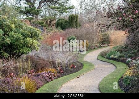 La ruée vers les fantômes (Rubus thibetanus 'Silver Fern', Rubus thibetanus Silver Fern), dans 'The Winter Garden' au jardin botanique de Cambridge, Royaume-Uni, Banque D'Images