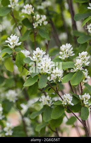 Amelanchier alnifolia (Amelanchier alnifolia 'Obélisque', Amelanchier alnifolia Obélisque), floraison, cultivar Obélisque, Allemagne Banque D'Images