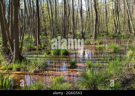 Aulne commun, aulne noir, aulne européen (Alnus glutinosa), forêt alluviale au printemps, Allemagne Banque D'Images