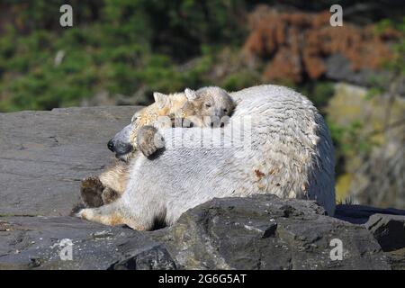 Ours polaire (Ursus maritimus), ourson polaire dormant sur sa mère Banque D'Images