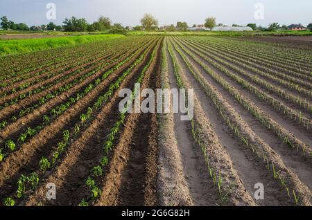 La ferme est à moitié plantée de semis de poivre et de poireaux. Culture de légumes sur de petites terres agricoles. Agro-industrie. Agriculture olériculture, agriculture Banque D'Images