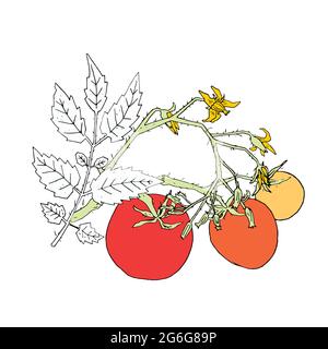 Parties de buisson de tomate avec feuilles, fleurs et fruits sur la tige en différentes étapes de mûrissement illustration vectorielle. Plante de tomate de couleur dessinée à la main sur le grad Illustration de Vecteur