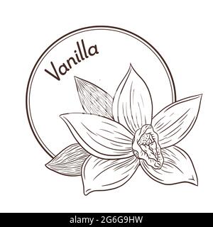 Modèle d'emblème et logo en forme de fleur de vanille de style vintage. Logo, emblème, étiquette Linear style Food. Illustration du vecteur isolé gravé Illustration de Vecteur