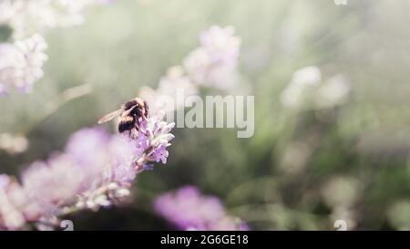 L'abeille pollinise les fleurs de lavande. Pourriture végétale avec insectes., lavande ensoleillée. Fleurs de lavande dans le champ. Mise au point douce, macro-image gros plan avec blu Banque D'Images