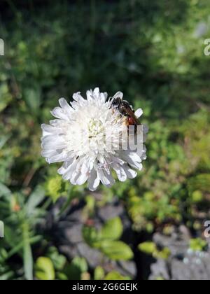 Petite abeille mignonne assise sur une fleur blanche dans le jardin Banque D'Images