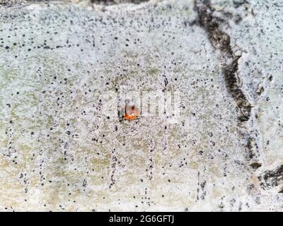 Coccinelle sur l'arbre. Coccinelle dans le jardin. Nature et nature. Arrière-plan. Banque D'Images