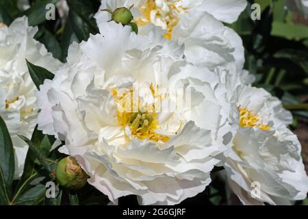 Pivoine blanche, Paeonia lactiflora variété Miss America, fleurs avec un fond de feuilles et de fleurs floues. Banque D'Images