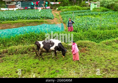 Ménage local au Sri Lanka. Un jardin de légumes verts avec des lits pair. Sri lanka - 02.02.2018 Banque D'Images