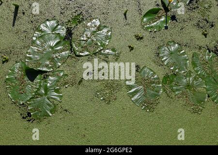 La surface de la rivière est couverte de duckadweed vert ou de lemna et de grandes feuilles de la vue de dessus jaune de l'eau-lis Banque D'Images