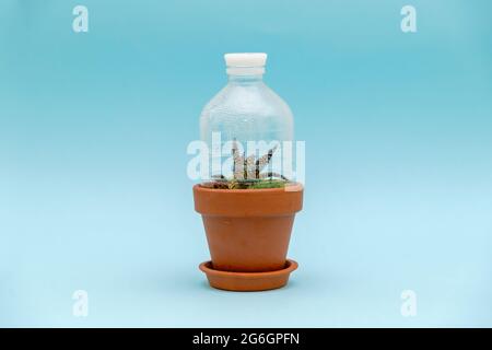 Pot de fleur avec bouteille de plastique à l'upcycle comme serre. Notion : réutiliser les éléments utilisés. Jardinage durable à la maison. Style de vie à faible gaspillage. Artisanat sans déchets Banque D'Images