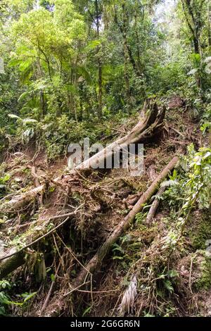 Arbres tombés après une forte pluie et corrosion, Réserve biologique de la Forêt-nuage de Monteverde, Costa Rica Banque D'Images