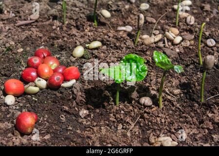 Cerises de grains de café frais, fruits d'arbre à café et jeunes plantes dans une plantation au Costa Rica, en Amérique centrale Banque D'Images