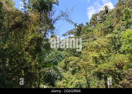 Touriste sur le pont suspendu, de dessous, Réserve biologique de la Forêt de nuages de Monteverde, Costa Rica Banque D'Images