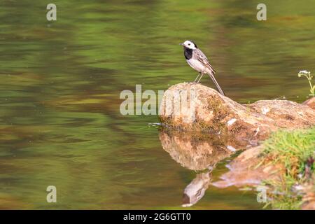 Queue de cheval blanche, également queue de cheval à pied, Motacilla alba alba, oiseau adulte perché sur une roche au bord d'un lac, Allemagne Banque D'Images