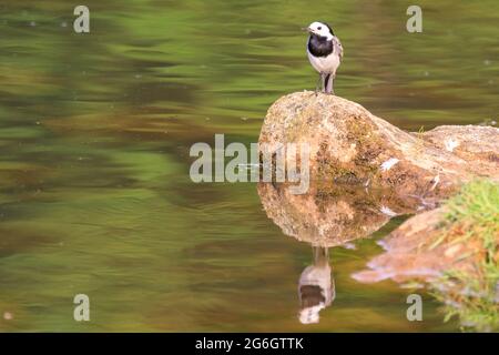 Queue de cheval blanche, également queue de cheval à pied, Motacilla alba alba, oiseau adulte perché sur une roche au bord d'un lac, Allemagne Banque D'Images