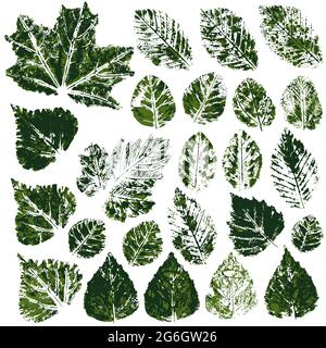 Collection de feuilles vertes d'automne ou de printemps. Ensemble de dessins vectoriels avec peintures acryliques. Impression bicolore, impression. Bon pour la conception de bannières, mouche Illustration de Vecteur