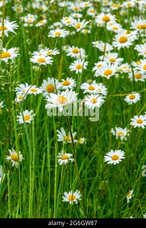 Leucanthemum vulgare ou pâquerette d'œnox également connue sous le nom de pâquerette de chien ou de lune communément trouvée dans les prairies et les pâturages. Banque D'Images