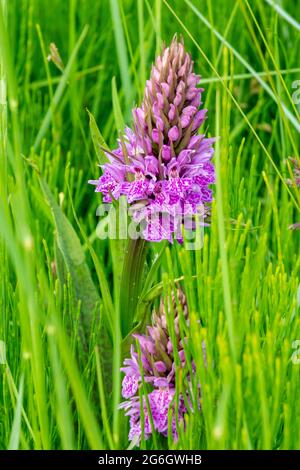 Anacamptis pyramidalis ou l'orchidée pyramidale, plante herbacée vivace appartenant au genre Anacamptis de la famille des Orchidaceae. Banque D'Images