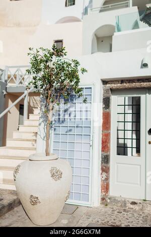 L'olivier pousse en pot à l'extérieur sur l'île de Santorini, en Grèce. Décoration de rue. Extérieur de l'architecture traditionnelle Banque D'Images