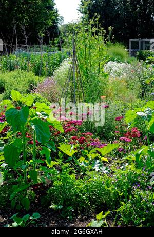 plantes poussant dans un jardin d'allotement, hampshire, angleterre Banque D'Images