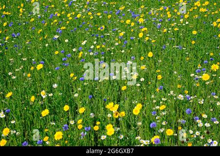 prairie de fleurs sauvages, nord de norfolk, angleterre Banque D'Images