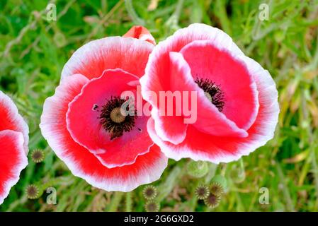 coquelicots rouges à franges blanches dans le jardin anglais, norfolk, angleterre Banque D'Images