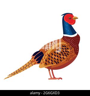 Le faisan est un oiseau de la famille des Phasianidae. Phasianus colchicus. Dessin vectoriel plat de dessin animé à col en anneau et motif oiseau, isolé sur du blanc Illustration de Vecteur