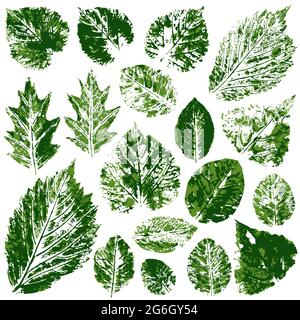 Ensemble de dessins vectoriels avec peintures acryliques. Collection de feuilles vertes d'automne ou de printemps. Impression bicolore, impression. Bon pour la conception de bannières Illustration de Vecteur