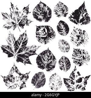 Ensemble de dessins vectoriels avec peintures acryliques. Collection de feuilles d'automne en noir. Impressions de peinture bicolore. Idéal pour la conception automnale des bannières, des prospectus, Illustration de Vecteur