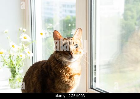 Chat Bengale. Portrait de joli chaton bengale, reposant sur le rebord de la fenêtre, près du bouquet de fleurs de Marguerite dans un pot en verre. Animal de compagnie incroyable. Banque D'Images