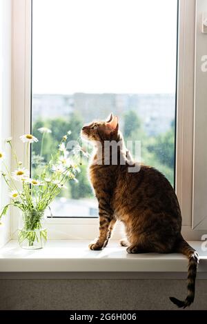 Chat Bengale. Portrait de joli chaton bengale, reposant sur le rebord de la fenêtre, près du bouquet de fleurs de Marguerite dans un pot en verre. Animal de compagnie incroyable. Banque D'Images