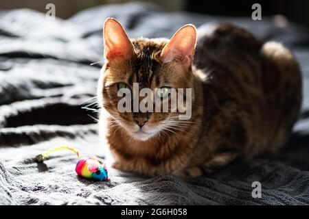 Beauté chat Bengale avec un jouet de souris arc-en-ciel. Un joli chat est à la maison avec une souris colorée. Banque D'Images