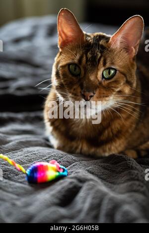 Beauté chat Bengale avec un jouet de souris arc-en-ciel. Un joli chat est à la maison avec une souris colorée. Banque D'Images