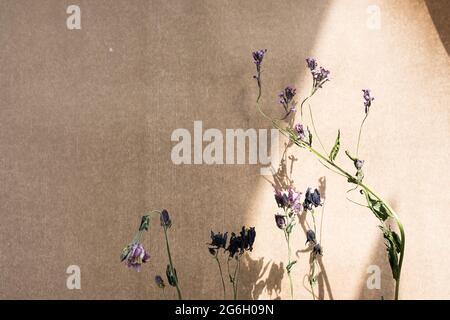 Fleurs séchées et longues ombres sur fond beige texturé. Composition florale dans un style minimaliste. Banque D'Images