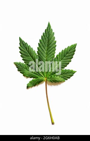 Feuille de cannabis sativa, isolée sur blanc. Feuilles de marijuana médicale, plante de chanvre écologique, gros plan, modèle. Banque D'Images