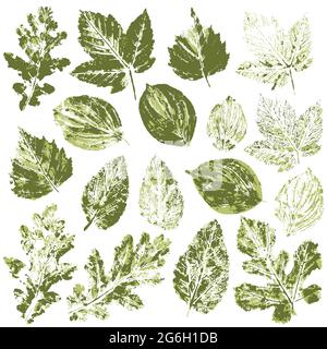 Ensemble de dessins vectoriels avec peintures acryliques. Collection de feuilles vertes d'automne ou de printemps. Impression bicolore, impression. Bon pour la conception de bannières, mouche Illustration de Vecteur