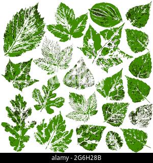 Collection de feuilles vertes d'automne ou de printemps. Ensemble de dessins vectoriels avec peintures acryliques. Impression bicolore, impression. Bon pour la conception de bannières, mouche Illustration de Vecteur