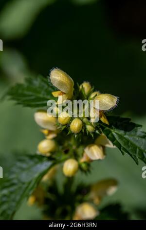 La fleur de larium galeobdolona en forêt Banque D'Images