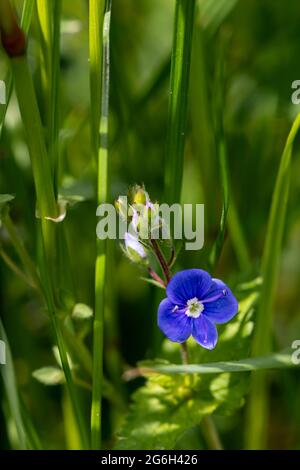 Veronica agrestis fleurit dans le jardin, gros plan Banque D'Images