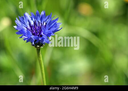 Le Cornflower bleu Centaurea Cyanus, autrefois considéré comme une mauvaise herbe des champs de céréales, maintenant une fleur sauvage très aimée. Photographié dans un pré anglais en juin Banque D'Images