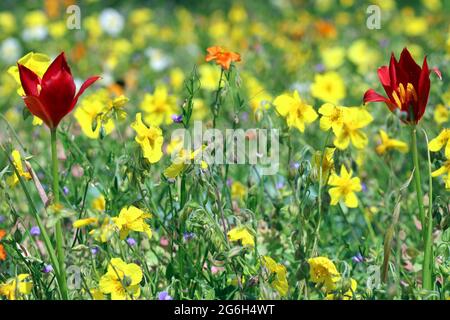 Rouge vif Tulipa Sprengeri se dresse parmi le jaune et l'orange Helianthemum piliferum sous un soleil éclatant. Photographié dans les jardins de Kew en juin. Banque D'Images